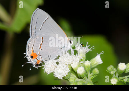 Grau Hairstreak, Strymon nectaring melinus, aus weißem Snakeroot, Ageratina altissima Stockfoto