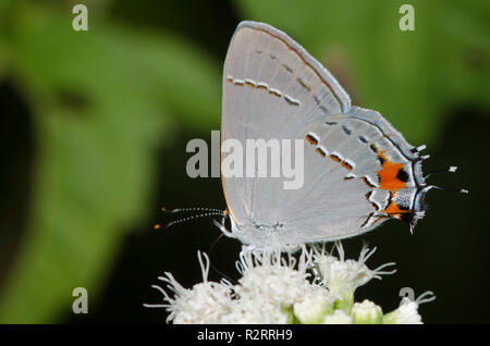 Grau Hairstreak, Strymon nectaring melinus, aus weißem Snakeroot, Ageratina altissima Stockfoto