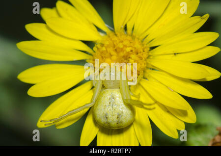 Crab Spider, Mecaphesa sp., lauernd auf gelben Mischsignal-Video Blume Stockfoto