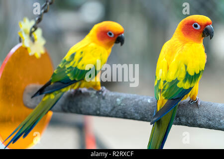 Lovebird Papageien zusammen zu sitzen. Diese Vögel leben im Wald und ist mit Haustieren domestiziert Stockfoto