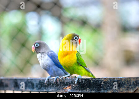 Lovebird Papageien zusammen zu sitzen. Diese Vögel leben im Wald und ist mit Haustieren domestiziert Stockfoto