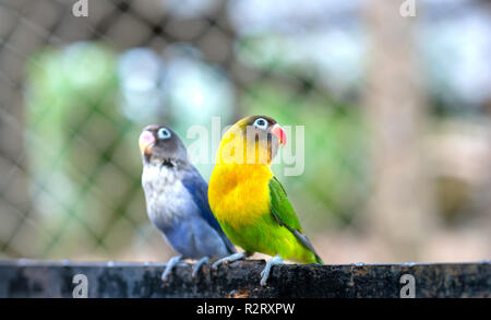 Lovebird Papageien zusammen zu sitzen. Diese Vögel leben im Wald und ist mit Haustieren domestiziert Stockfoto