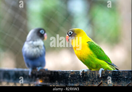 Lovebird Papageien zusammen zu sitzen. Diese Vögel leben im Wald und ist mit Haustieren domestiziert Stockfoto