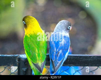 Lovebird Papageien zusammen zu sitzen. Diese Vögel leben im Wald und ist mit Haustieren domestiziert Stockfoto