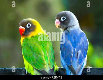 Lovebird Papageien zusammen zu sitzen. Diese Vögel leben im Wald und ist mit Haustieren domestiziert Stockfoto