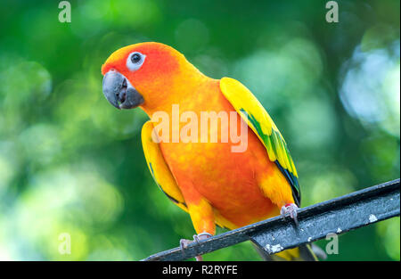 Die bunten Papagei ist entspannend auf dem Zaun. Diese lovebird lebt in den Wald und ist mit Haustieren domestiziert Stockfoto