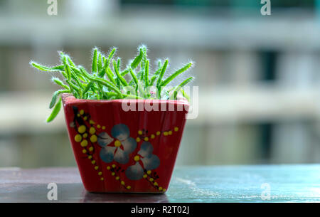 Cactus Töpfen auf das Fenster, wenn die Sonne scheint am Tag viele schöne neue Tage Gruß Stockfoto