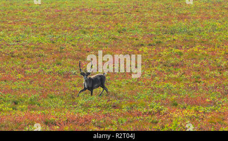 Ein Karibu kreuzt die Tundra in Alaska, USA Stockfoto