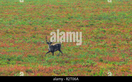 Ein Karibu kreuzt die Tundra in Alaska, USA Stockfoto