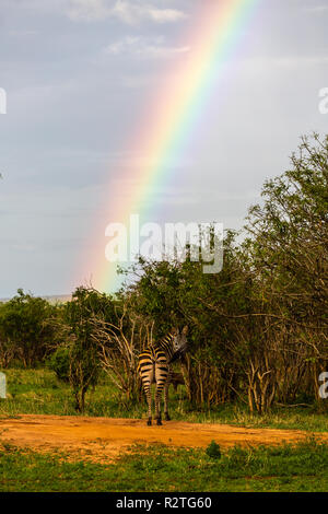 Regenbögen und Zebras in die Serengeti Stockfoto