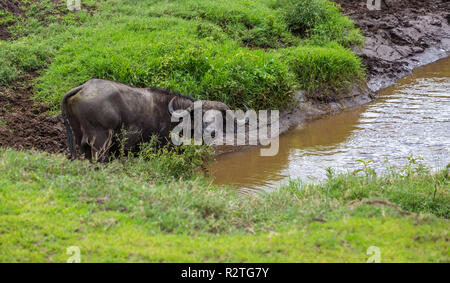 Büffel im Ngorongoro Krater, Tansania Stockfoto