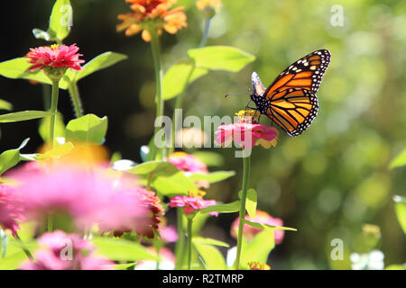 Monarch Butterfly, Danaus Plexippus Fütterung auf eine rosa Blume Stockfoto