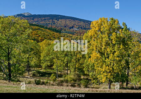 Farbenprächtige Herbstlandschaft der herbstlichen Bäume, Nadel- und Laubwald mit Glade in den Vitosha Berg, Bulgarien Stockfoto