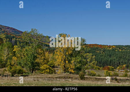 Farbenprächtige Herbstlandschaft der herbstlichen Bäume, Nadel- und Laubwald mit Glade in den Vitosha Berg, Bulgarien Stockfoto