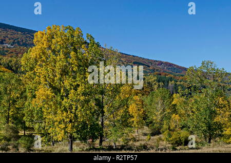 Farbenprächtige Herbstlandschaft der herbstlichen Bäume, Nadel- und Laubwald mit Glade in den Vitosha Berg, Bulgarien Stockfoto