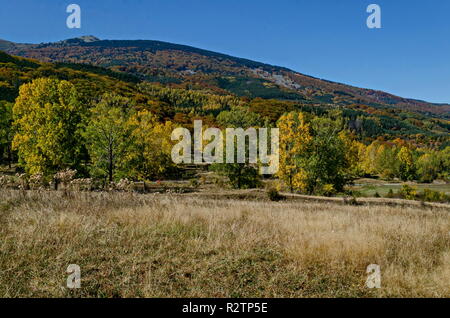 Farbenprächtige Herbstlandschaft der herbstlichen Bäume, Nadel- und Laubwald mit Glade in den Vitosha Berg, Bulgarien Stockfoto