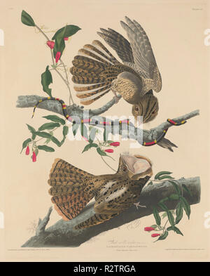 Chuck's Witwe. Stand: 1829. Medium: Handcolorierte Radierung und Aquatinta auf Whatman Papier. Museum: Nationalgalerie, Washington DC. Autor: Robert Havell nach John James Audubon. Stockfoto