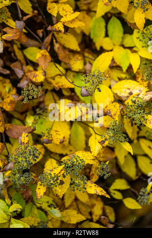 Rokokogarten, Herbst, Gloucestershire, VEREINIGTES KÖNIGREICH Stockfoto