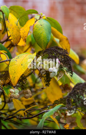 Hydrangea Villosa, attraktive Ebem im Winter. Rokokogarten, Herbst, Gloucestershire, VEREINIGTES KÖNIGREICH Stockfoto