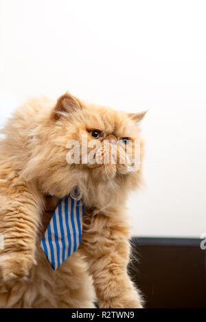 Foto von exotischen Cat in gestreiften Krawatte Stockfoto