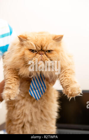 Foto von exotischen Cat in gestreiften Krawatte Stockfoto