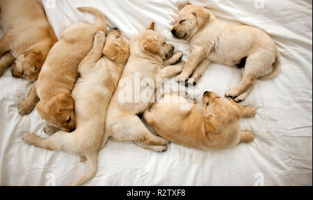 Labrador Welpen schlafend auf dem Bett. Stockfoto