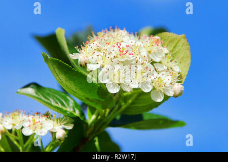 Aronia Blüten - chokeberries Blume 02. Stockfoto