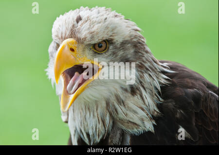 Adler-Schrei Stockfoto