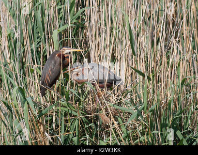 Purpurreiher Stockfoto