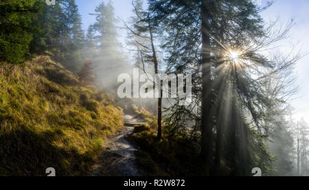 Schöne Sonnenstrahlen in misty Holz leuchtend-nebligen Herbst Sonnenaufgang Stockfoto