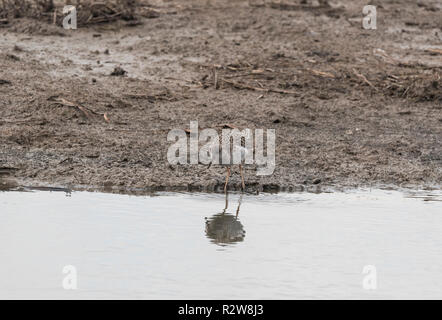 Fütterung Ruff (calidris Pugnax) Stockfoto