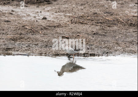 Fütterung Ruff (calidris Pugnax) Stockfoto