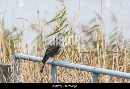 Sperber (Accipiter nisus) sitzt auf einem Tor bei Blue House Farm, North Fambridge, Essex Stockfoto