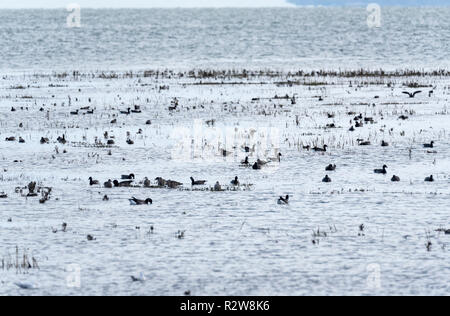 Herde schwimmen Ringelgänse (Branta bernicla) Stockfoto