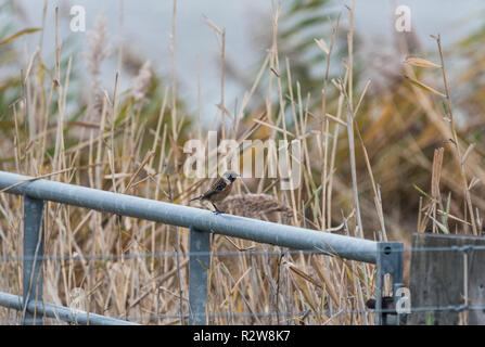 Thront Schwarzkehlchen (Saxicola rubicola) Stockfoto