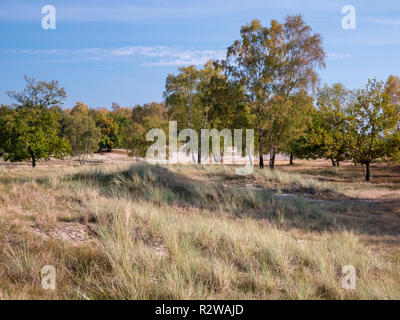 Heide und Dünen im Naturschutzgebiet Boberger Niederung in Hamburg, Deutschland. Stockfoto