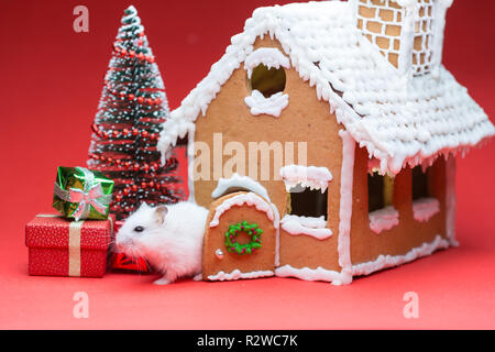 Cute Hamster in der Nähe seiner cookie Haus gefunden Geschenke Weihnachten Baum Stockfoto