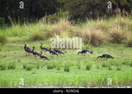 Black Spur - winged Gans (Plectropterus gambensis Niger). Herde weiden, Wasser. Unterart gefunden südlich des Sambesi. Hier in Botswana. Afrika. Stockfoto