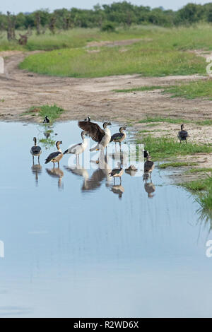 Kamm Enten (beide Geschlechter. Stehend und in einen flachen Pool am Straßenrand nach Regen. Verknüpfen mit Schmied Plover (​Vanellus armatus). Stockfoto