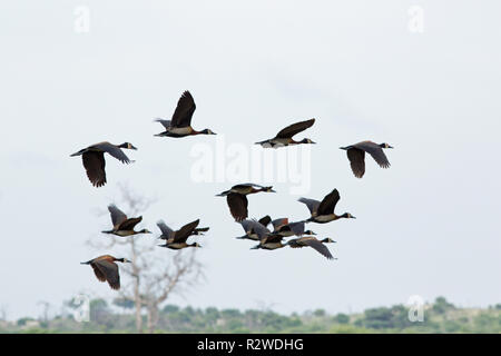 White-faced Whistling Ducks (Dendrocygna viduata). Fliegen. IN Afrika südlich der Sahara, einschließlich Madagaskar gefunden. Auch tropisches Südamerika. ​ Stockfoto