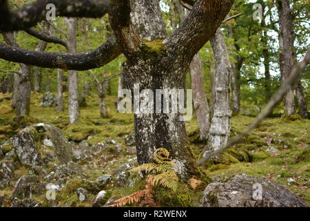 Eiche Stamm mit Felsbrocken um Stockfoto