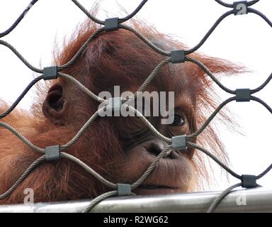 hinter Gittern Stockfoto