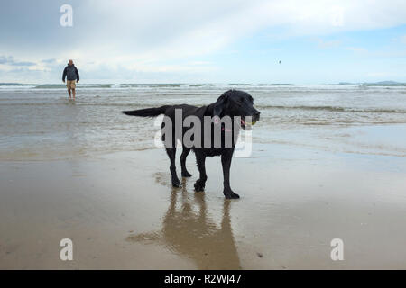 Ein alter schwarzer Labrador cross Hund mit einem Tennisball auf einem Sandstrand. Stockfoto