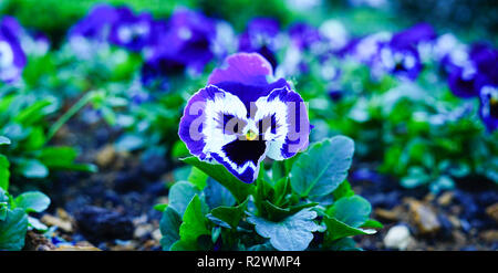 Nahaufnahme von Lila violette Blume. Stockfoto
