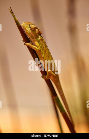 Kap Dwarf Chameleon in Lavendel Stockfoto