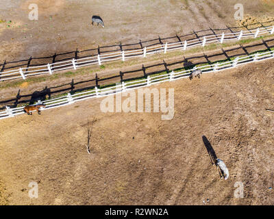 Gruppe von rassigen Pferden wandern und Beweidung im Fahrerlager in der Nähe von Stabil. Langer abend Nachmittag Schatten. Schöne Tiere auf der Farm oder Ranch. Antenne top Stockfoto