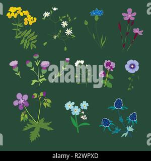 Satz von Feld Blumen, Vektor, Abbildung Stock Vektor