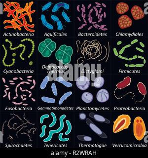 Einstellen der verschiedenen Arten von Bakterien auf schwarzem Hintergrund, Vector Illustration Stock Vektor