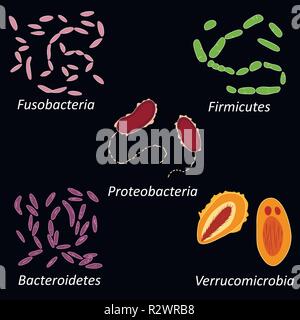 Einstellen der verschiedenen Arten von Bakterien der menschlichen Mikrobiom auf schwarzem Hintergrund, Vector Illustration Stock Vektor