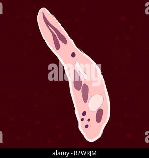 Vector Illustration von einzellige Eukaryonten Apicomplexa, Protozoen Stock Vektor